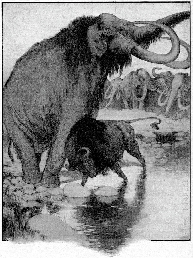 Buffalo Fighting A Mammoth Photograph by Cci Archives