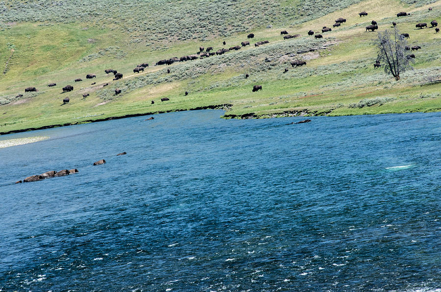 Buffalo fording the Yellowstone  Photograph by Randall Branham