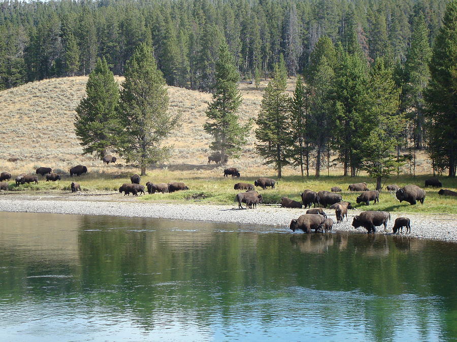 Buffalo Gather at the River Photograph by Susan Woodward