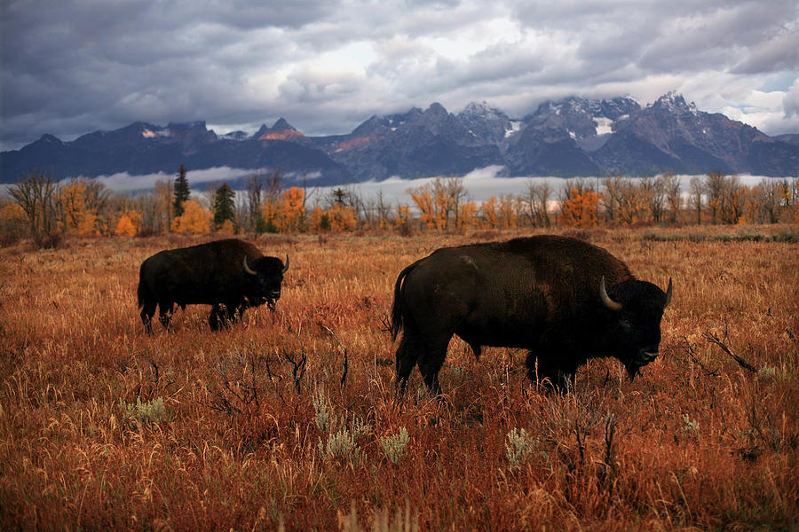 Buffalo Grazing In Grand Teton National Photograph By Aaron Huey