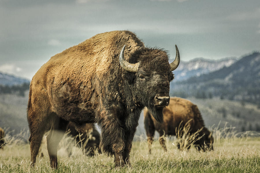 Buffalo grazing in grassy rural field Photograph by Eric Raptosh Photography
