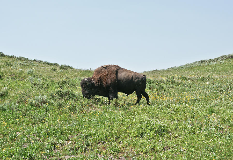 Buffalo Grazing Photograph by Jhillphotography