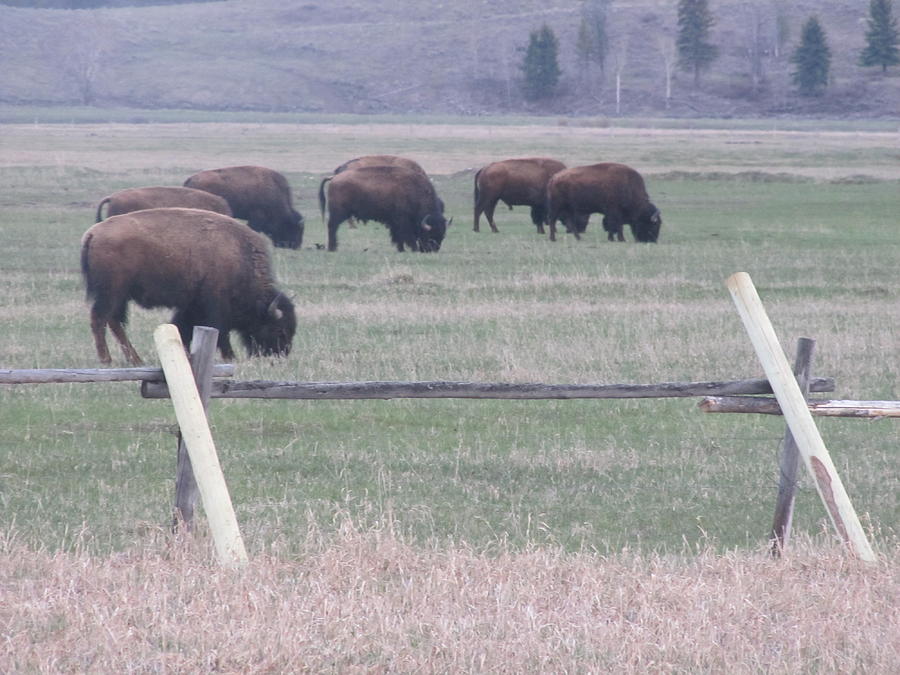 Buffalo Grazing Photograph by Shawn Hughes