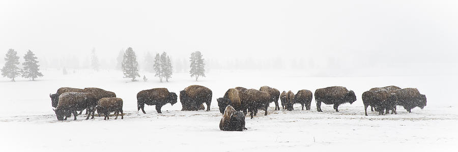 Buffalo Herd in Snow Photograph by Bill Cubitt