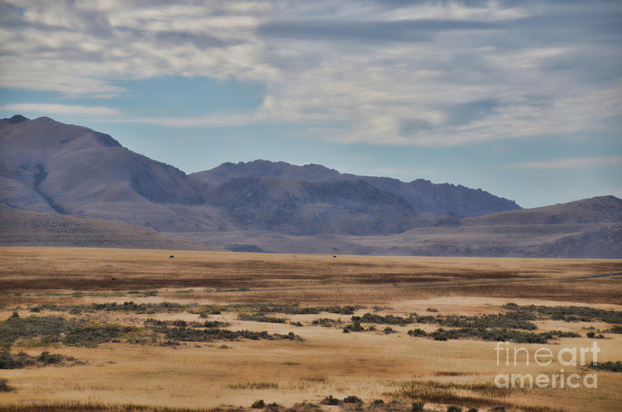 Buffalo Herd of Antelope Island Photograph by Donna Greene