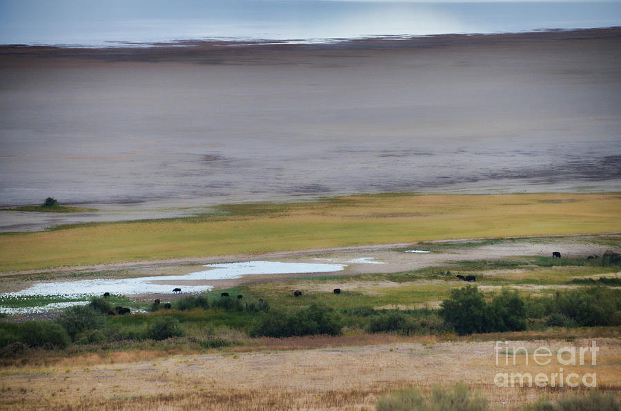 Buffalo Herd of Antelope Island II Photograph by Donna Greene