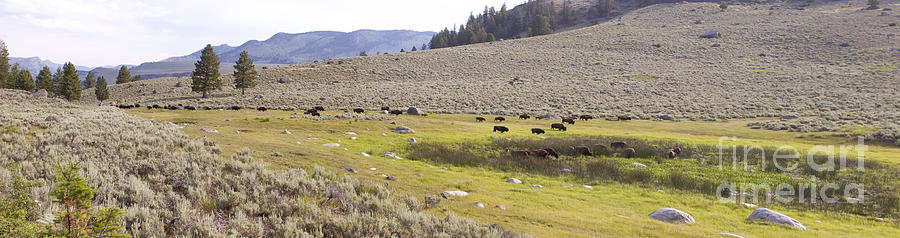 Buffalo Herd Panorama Photograph by J L Woody Wooden