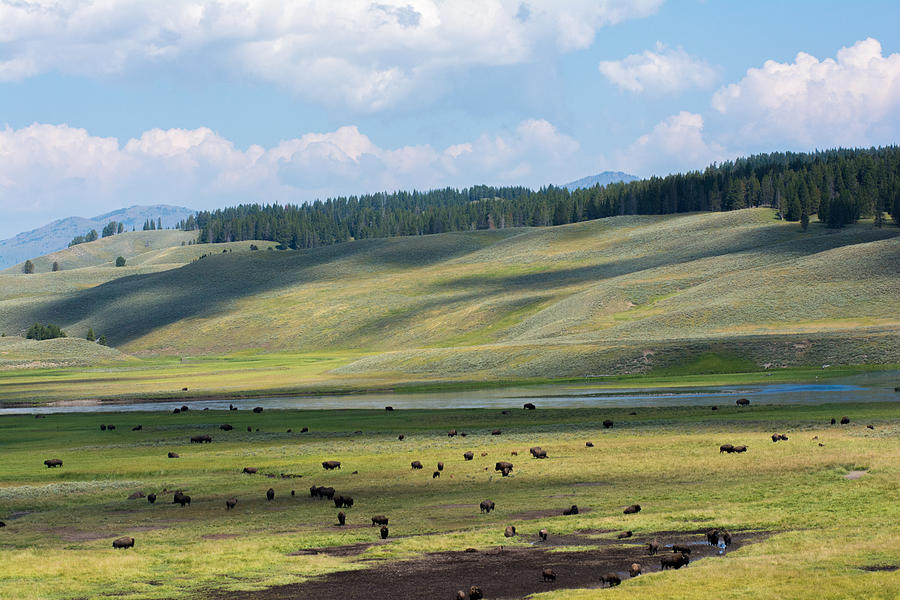 Buffalo Herd Photograph - Buffalo Herd by Randall Branham