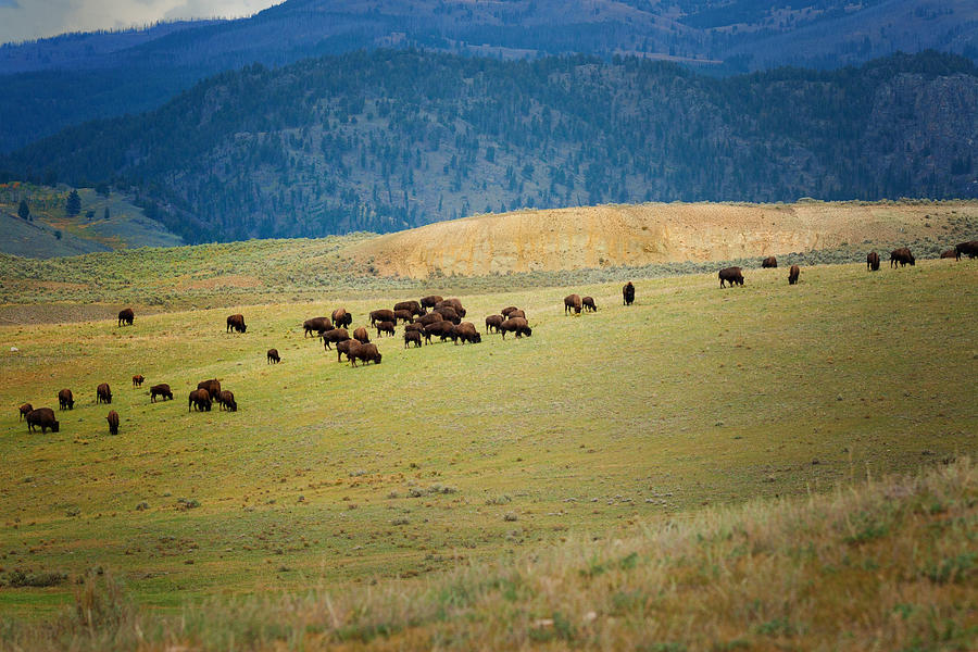 Buffalo Herd Photograph by Roger Mullenhour