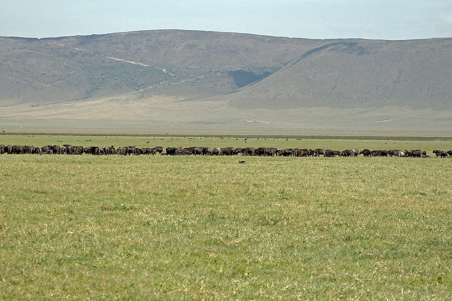 Buffalo Herd Photograph by Tony Murtagh