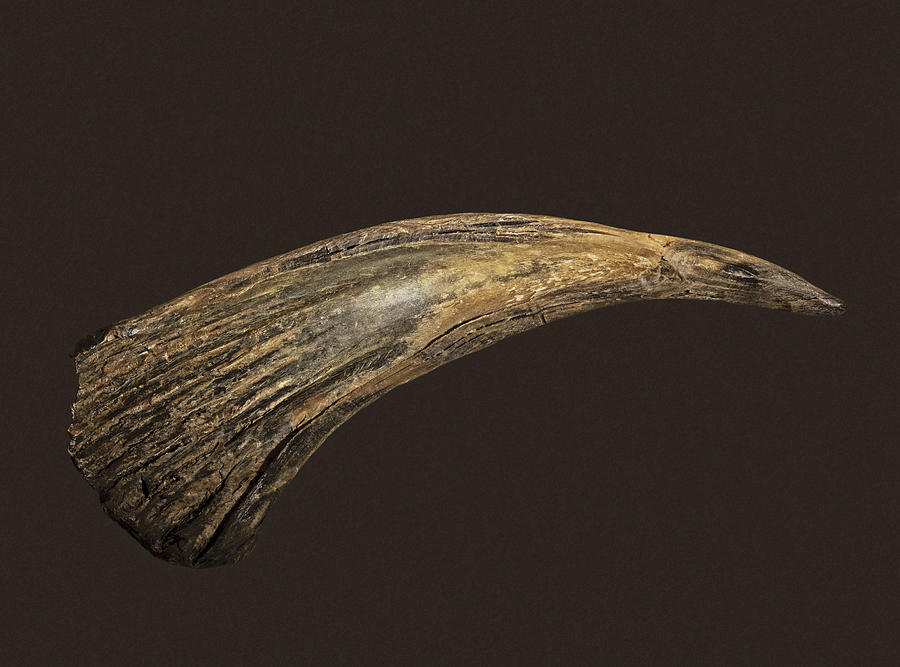 Buffalo Horn Spoon, Plains Indian Photograph by Millard H. Sharp