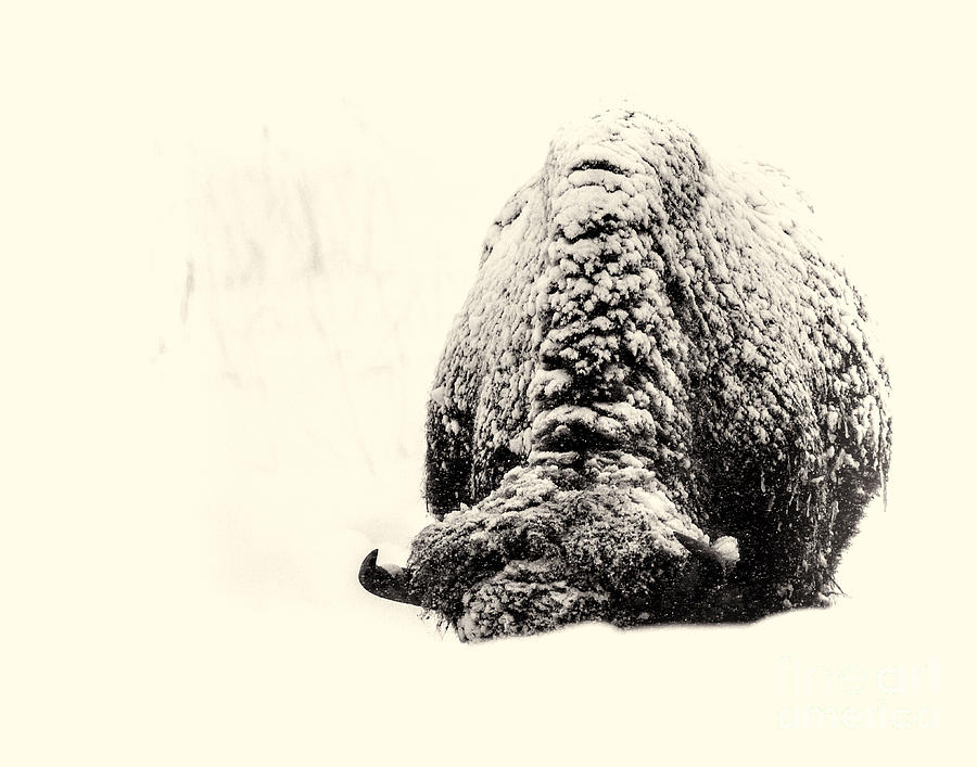 Buffalo Hump Photograph by Jim Garrison