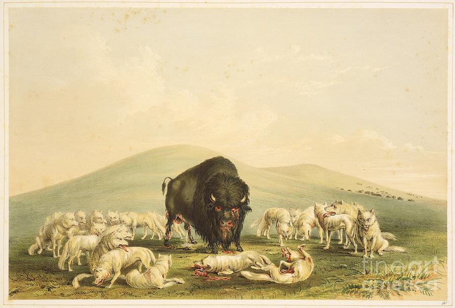 Buffalo Hunt White Wolves Attacking Buffalo Bull Painting by Celestial Images