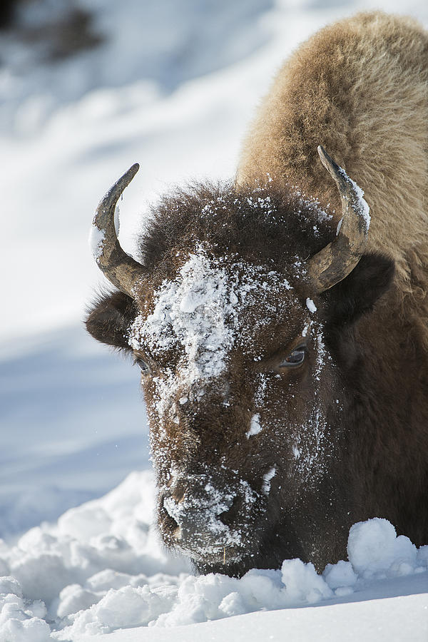 Buffalo in Snow Photograph by Bill Cubitt