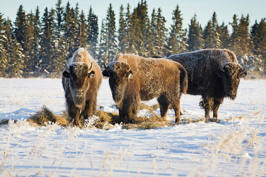 Buffalo In Snow Covered Field Eating Photograph by Michael Interisano / Design Pics