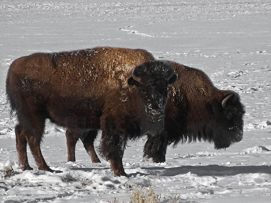 Buffalo in Snow Photograph by Ernest Echols