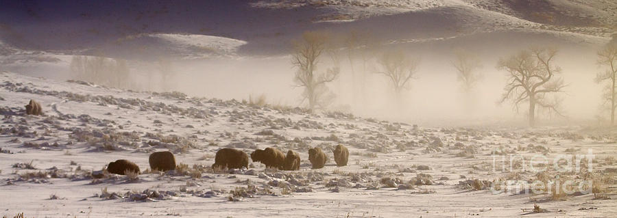Yellowstone National Park Photograph - Buffalo In The Fog   #6953 by J L Woody Wooden