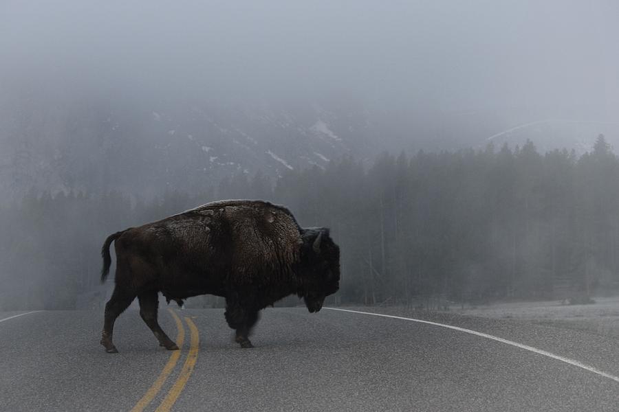 Buffalo in the Mist Photograph by Nadalyn Larsen