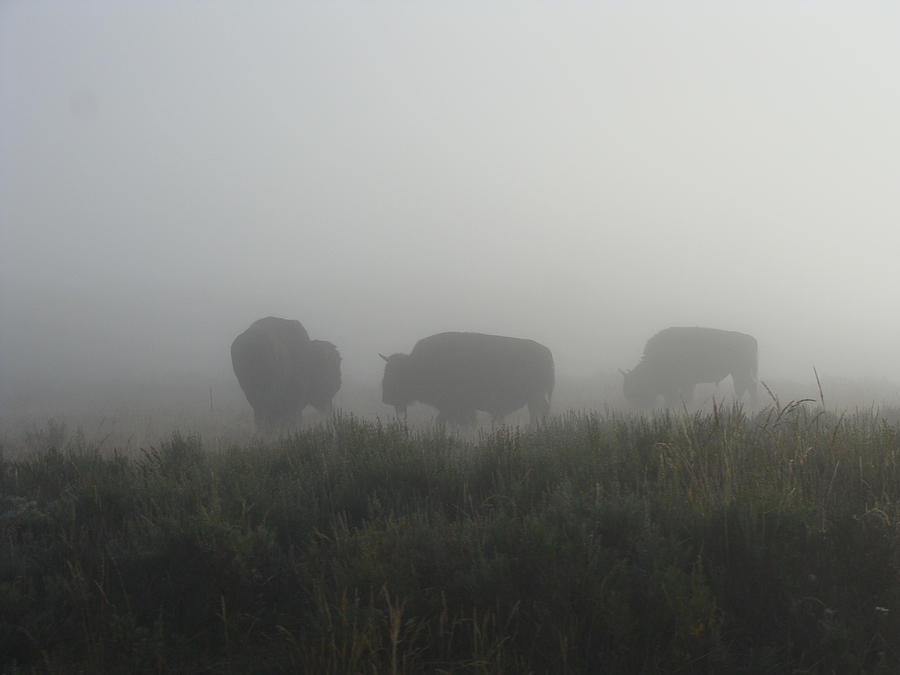 Buffalo In The Mist Photograph