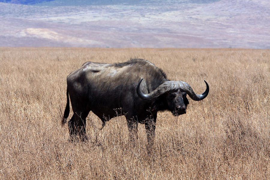 Wildlife Photograph - Buffalo In The Ngorongoro Crater by Aidan Moran