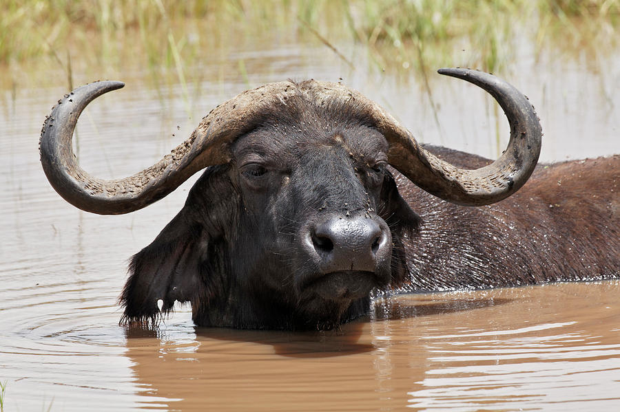 Adam Jones Photograph - Buffalo In Water, Lake Nakuru National by Adam Jones