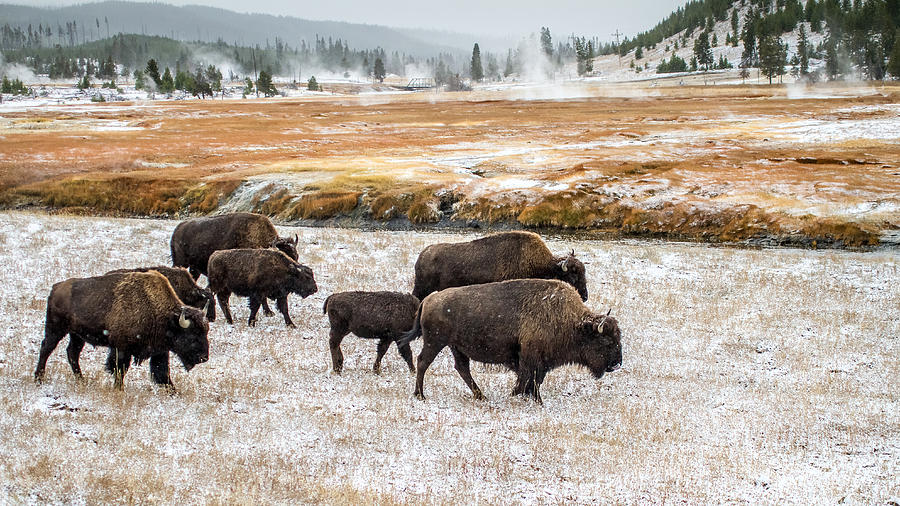 Buffalo in Yellowstone Photograph by Pierre Leclerc Photography