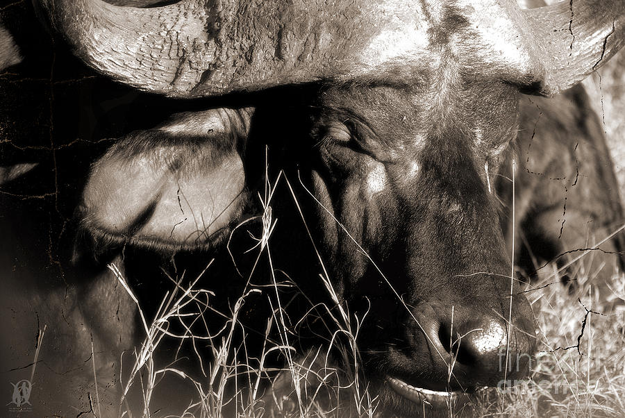 Buffalo Photograph