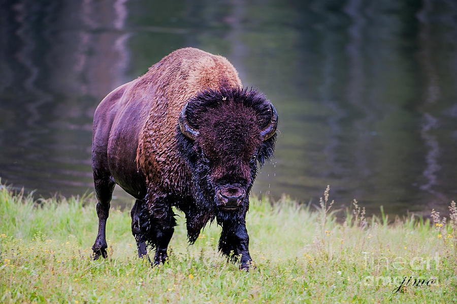 Buffalo   Photograph by Jim Hatch