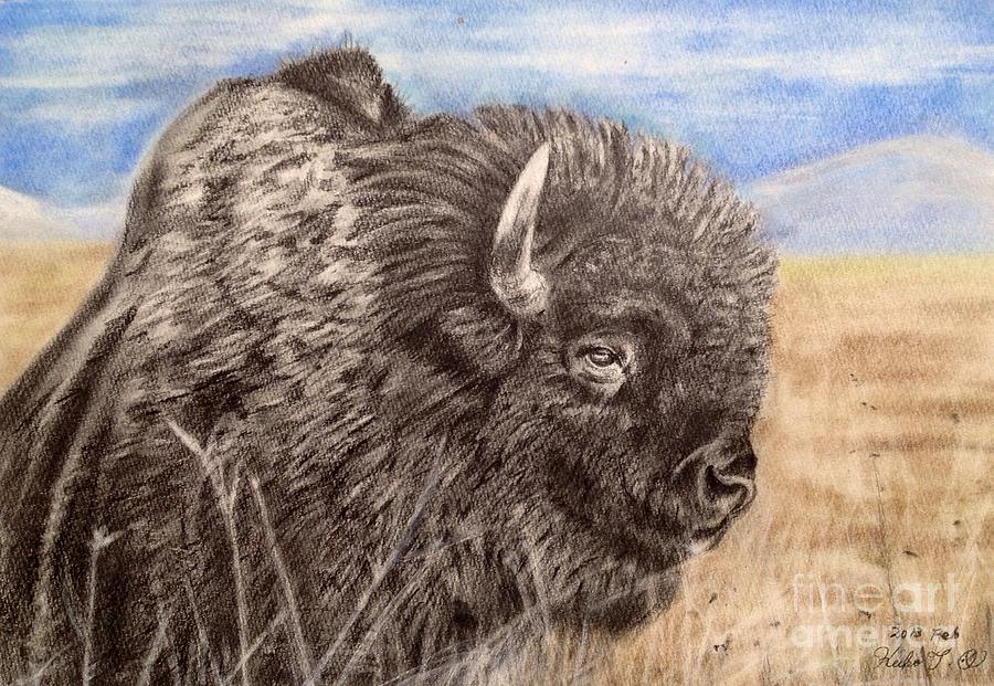 Buffalo Drawing - Buffalo by Keiko Olds