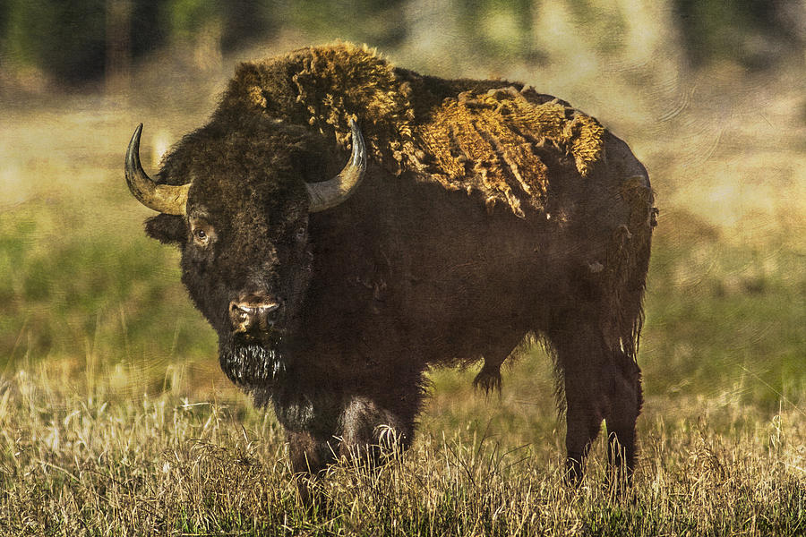 Buffalo Photograph by Lou  Novick