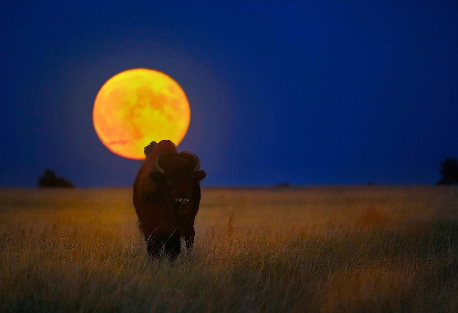 Bison Photograph - Buffalo Moon by Kadek Susanto