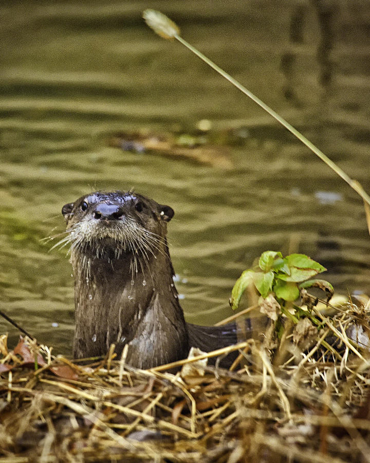 Buffalo National River Otter  Photograph by Michael Dougherty
