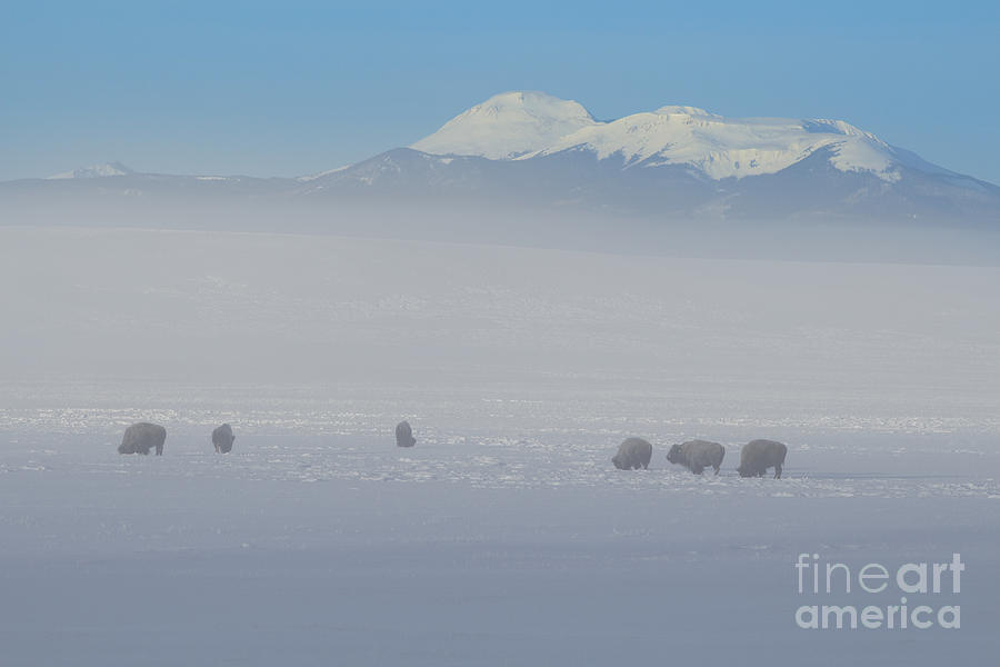 Buffalo In Fog and Snow with Buffalo Peaks in Background Photograph by JD Smith