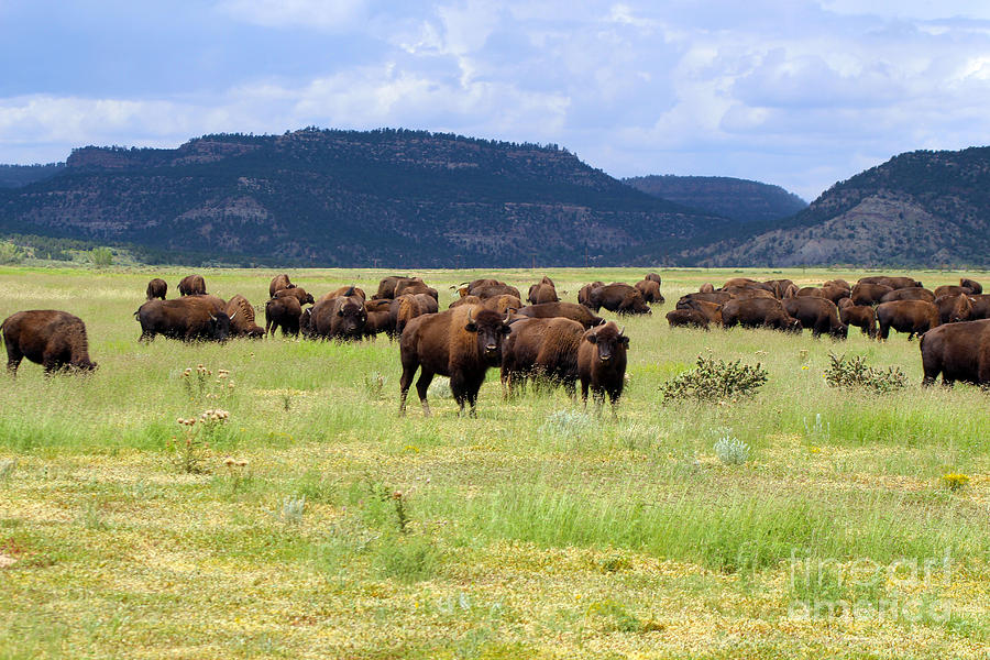Buffalo Near Cimarron New Mexico Photograph by JD Smith