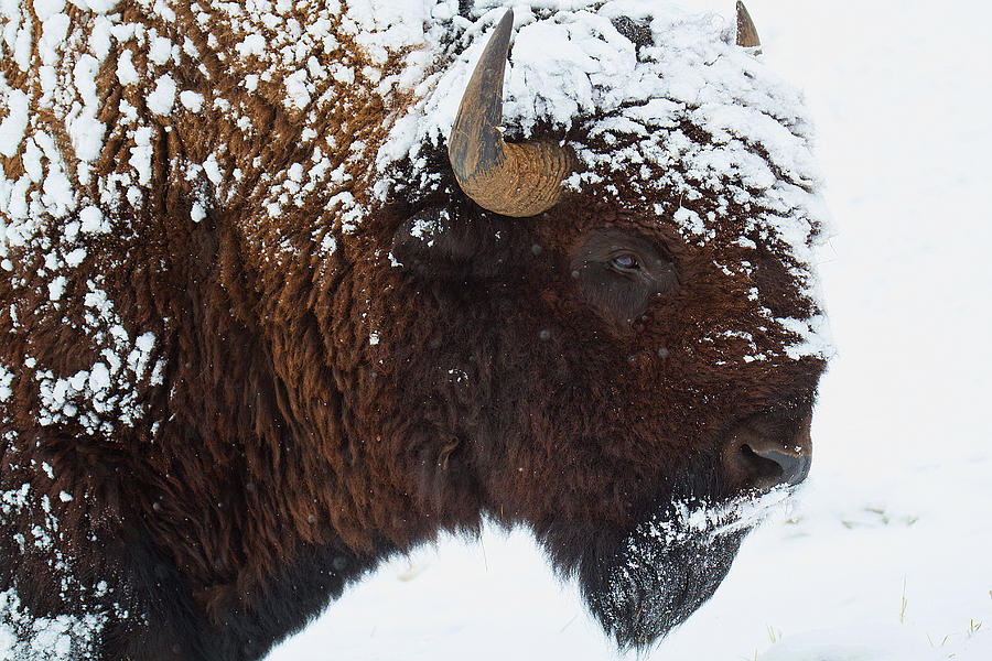 Buffalo Nickel Photograph by Jim Garrison