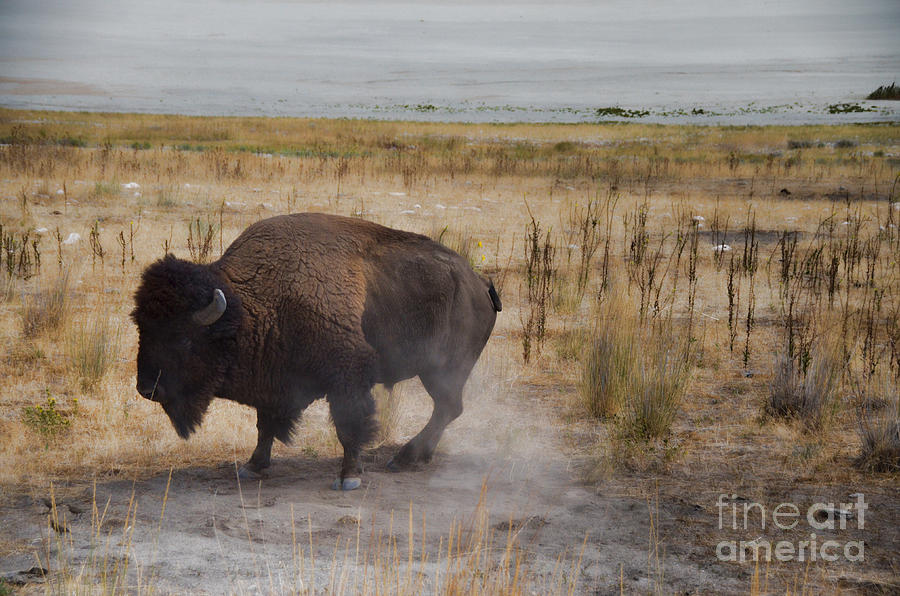 Buffalo of Antelope Island Photograph by Donna Greene