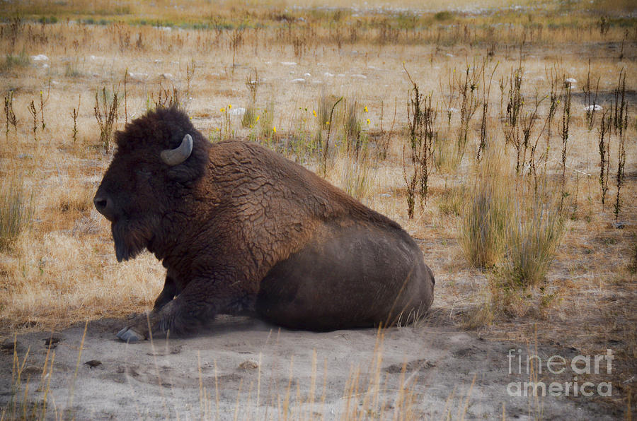 Buffalo of Antelope Island II Photograph by Donna Greene