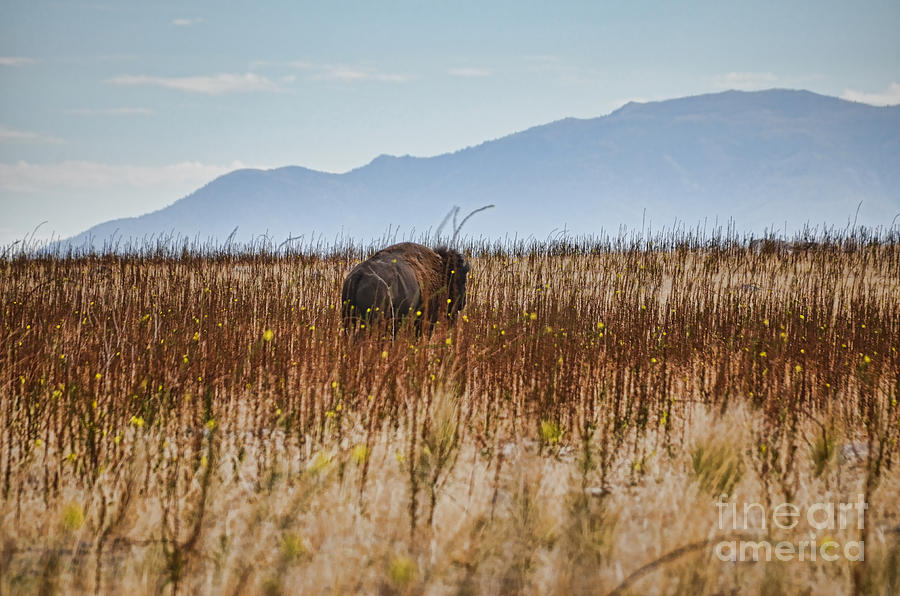 Buffalo of Antelope Island III Photograph by Donna Greene
