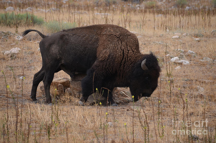 Buffalo of Antelope Island IV Photograph by Donna Greene