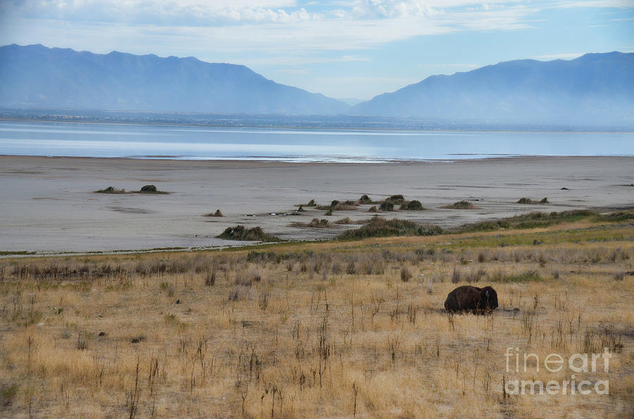 Buffalo of Antelope Island V Photograph by Donna Greene