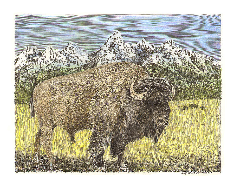 Buffalo of Yellowstone National Park Drawing by Jack Pumphrey