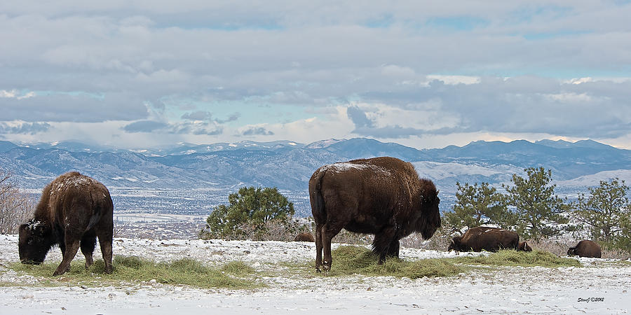 Buffalo on the High Plains Photograph by Stephen Johnson