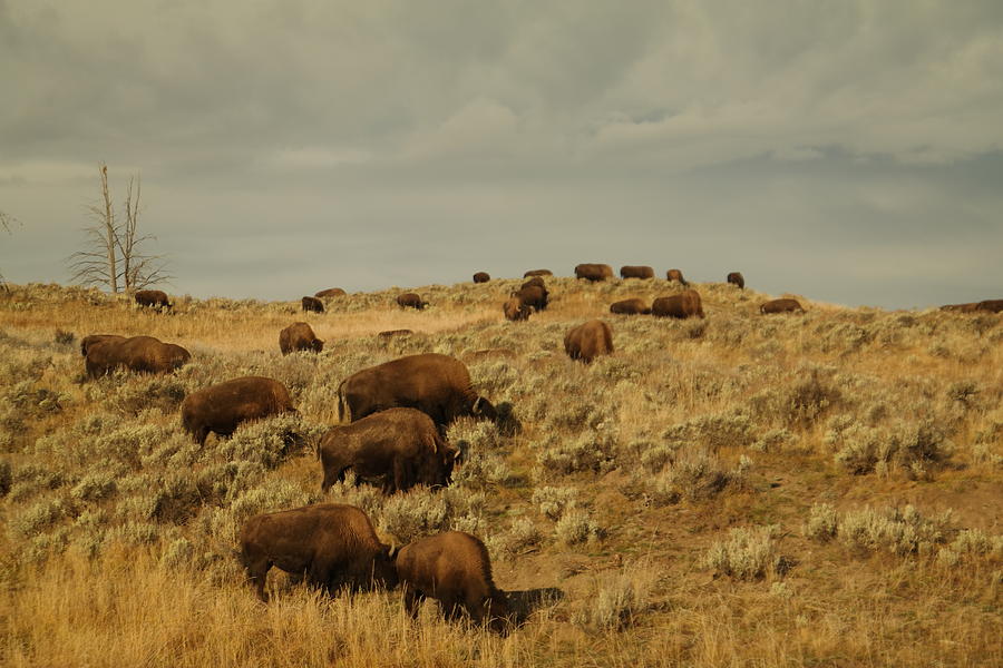 Buffalo on the prairie Photograph by Jeff Swan