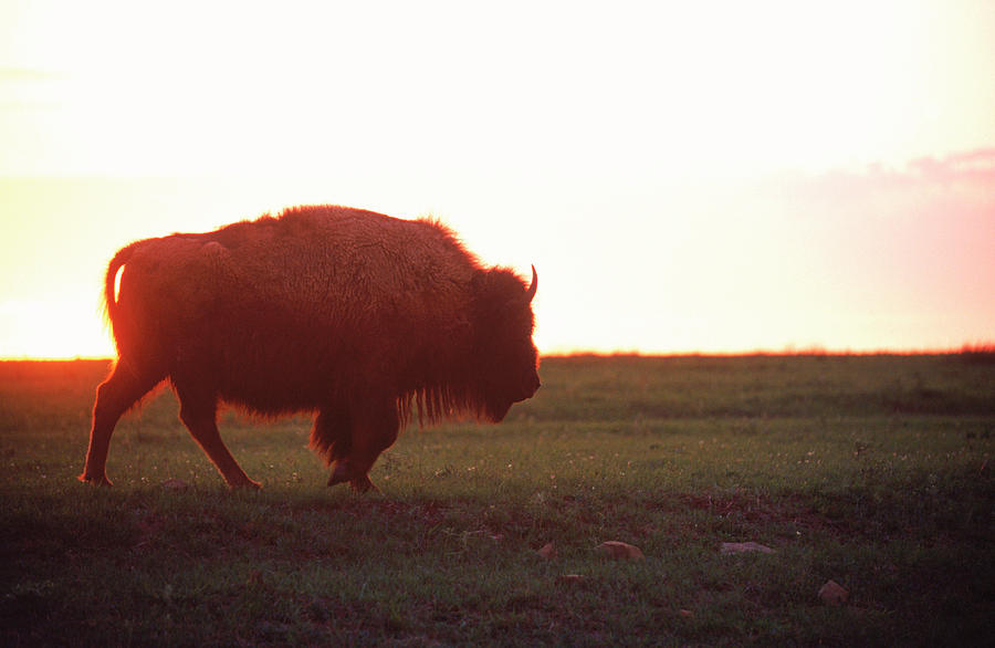Anderson Photograph - Buffalo Or Bison by Cary Anderson