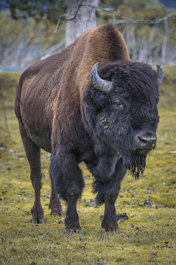 Buffalo or Bison Photograph by John Wayland - Fine Art America