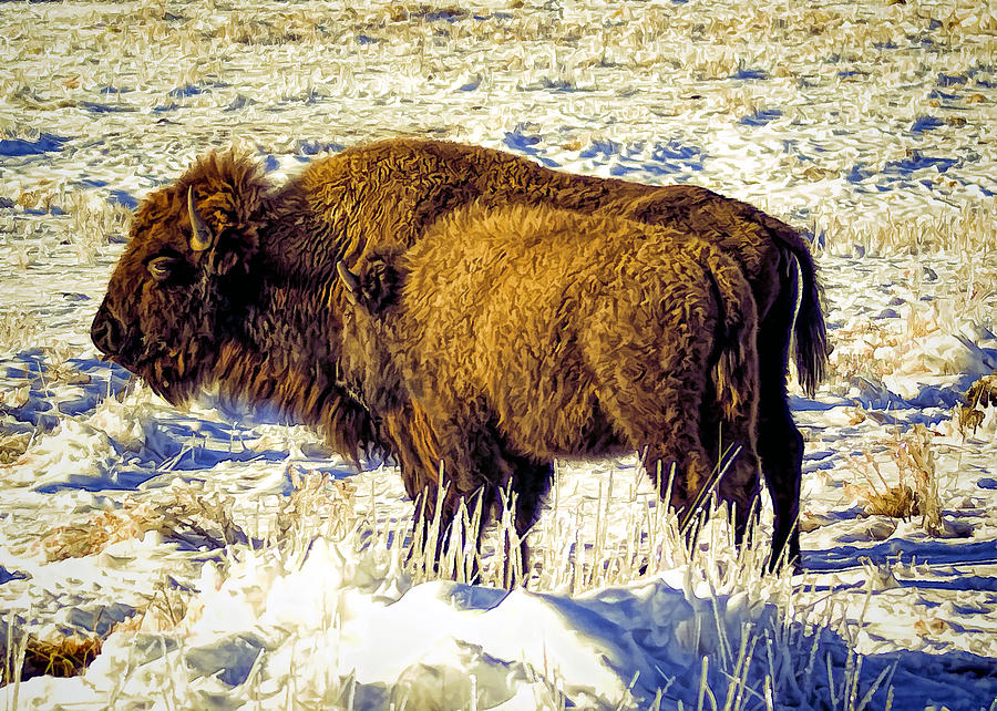 Buffalo Painting Photograph by Alan Hutchins