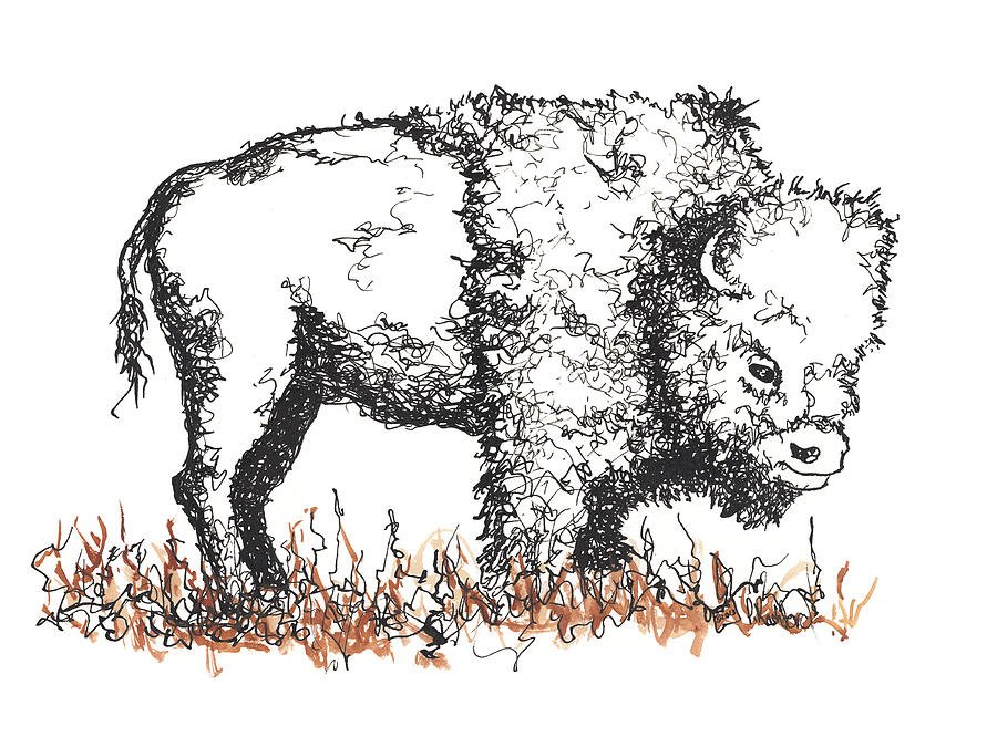Buffalo Drawing by Peter Rashford
