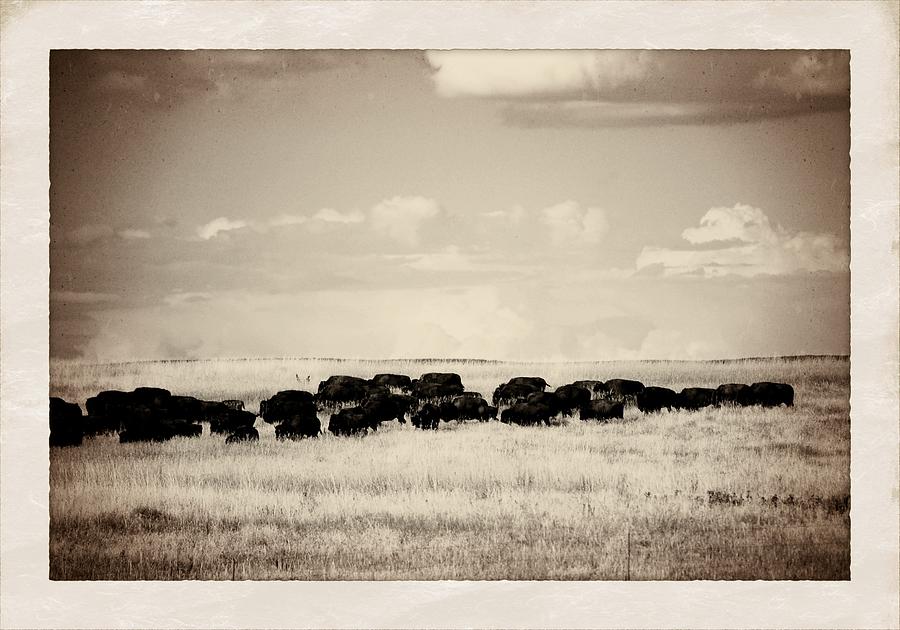 Buffalo Photograph - Buffalo Plate by Jim Cortez