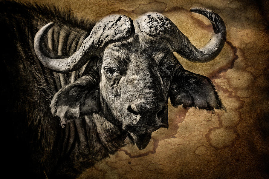 Abstract Photograph - Buffalo Portrait by Mike Gaudaur