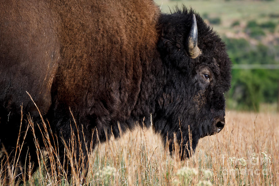 Buffalo Portrait Photograph by Richard Smith